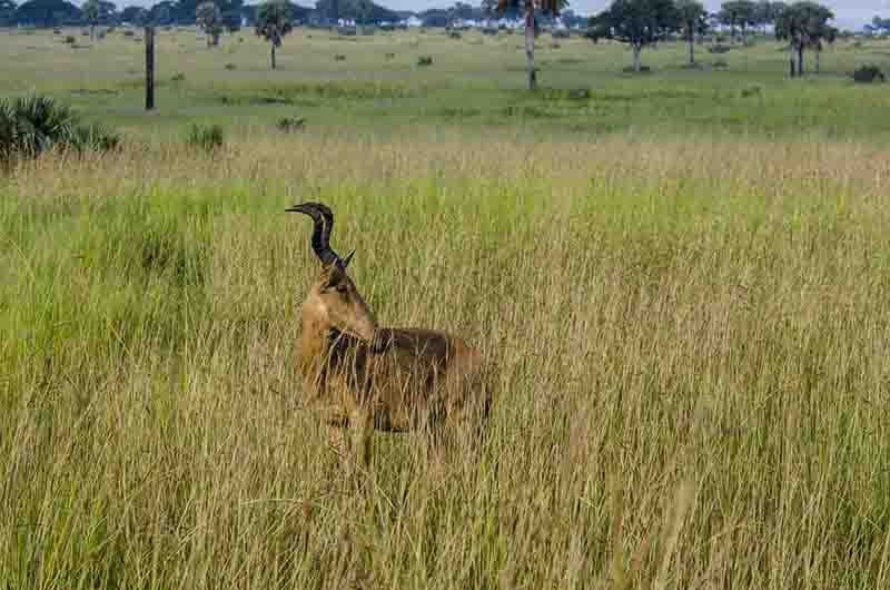 Alcéfalo de Jackson - parque nacional de las cataratas Murchison - Uganda 1.jpg